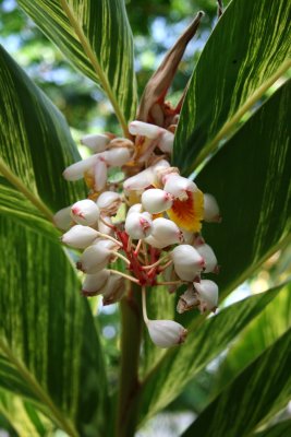 Cana Blossoms - Corridor