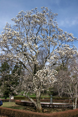 Magnolia Trees