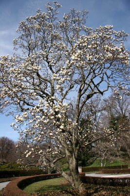 Magnolia Trees