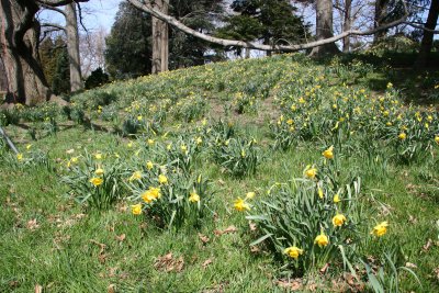 Daffodil Hill