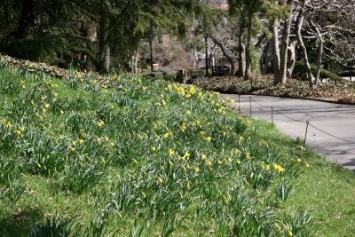 Daffodil Hill