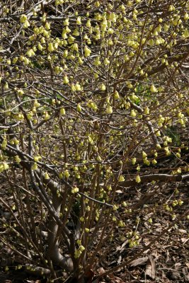 Yellow Bonnet Witch Hazel