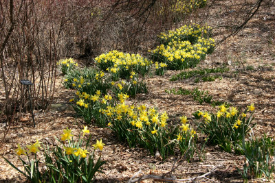 Another Daffodil Hill