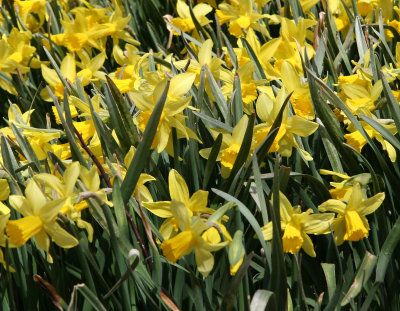 Daffodils - Brooklyn Botanical Gardens