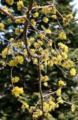 Cornus Cherry Dogwood Blossoms