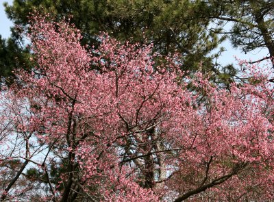 Early Bloomer Cherry Tree
