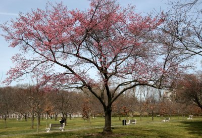 Cherry Tree Grove - Brooklyn Botanic Gardens