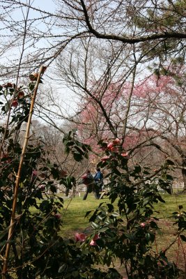Garden View - Camelia & Cherry Tree