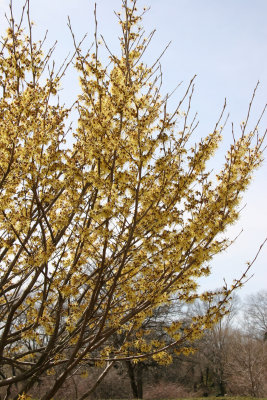 Witch Hazel Blossoms