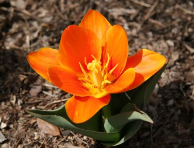 Early Harvest Tulip