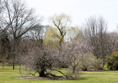 Garden View - Willow Trees