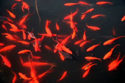 Feeding Time for the Goldfish