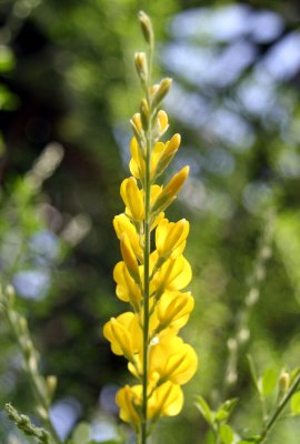 Unknown South African Flower