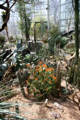 Desert Plant Gallery - Brooklyn Botanical Gardens