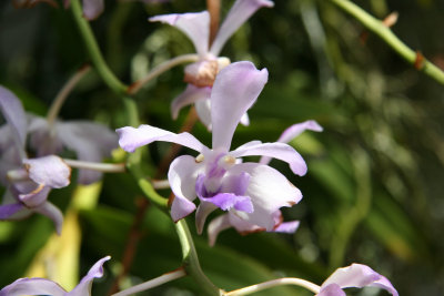 Orchids - Aquatic Garden Gallery