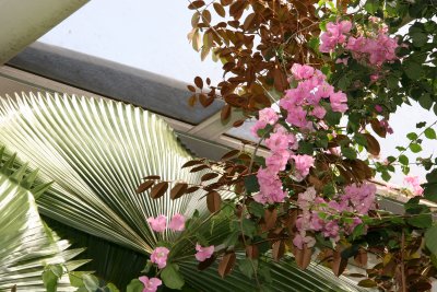 Aquatic Garden Plants - Bouganvilla Flowers