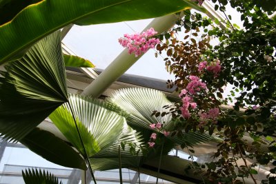 Aquatic Garden Plants - Bouganvilla Flowers