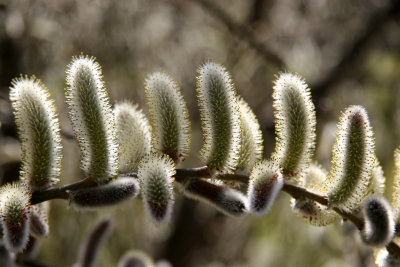 Pussy Willow Tree Buds