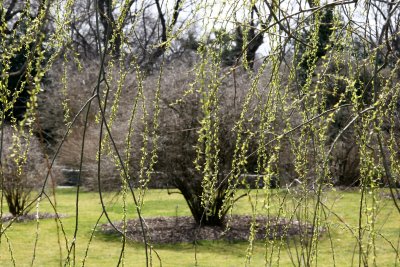 New Foliage - Weeping Willow