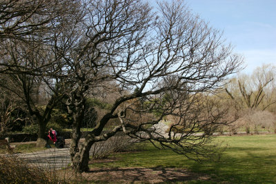 Cornus Cherry Dogwood Tree