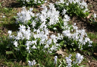 Squill Meadow