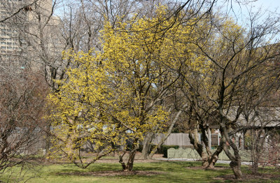 Dogwood Cornus Cherry - Brooklyn Botanical Gardens