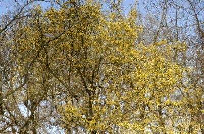 Pond Reflection of Flowering Cornus Cherry Dogwood