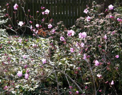 Early Azalea Blossoms