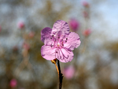 Early Azalea Blossom