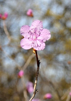 Early Azalea Blossoms