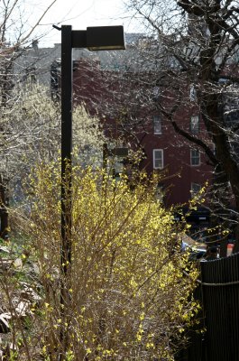 Forsythia & Pussy Willow Tree