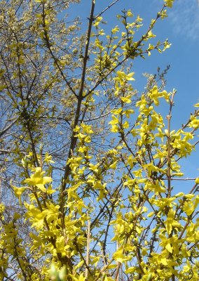 Forsythia & Pussy Willow Tree