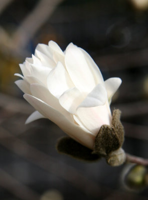 Magnolia Blossom Bud