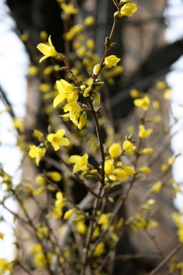 Forsythia Blossoms