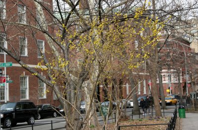 NYU Law School & Forsythia Blossoms