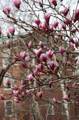 NYU Law School & Tulip Tree Blossoms