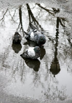 Pigeon Bath