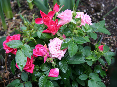 Miniature Rose Bush after a Rain Shower