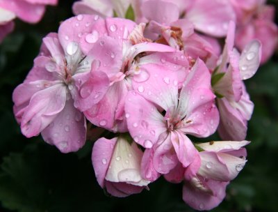 Geranium Blossoms after a Rain Shower