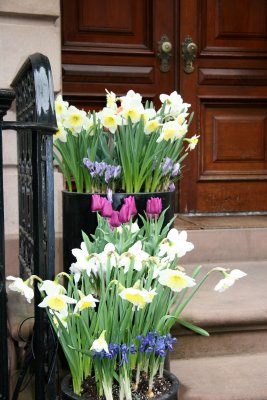 Stoop Garden - Daffodils, Tulips & Crocuses