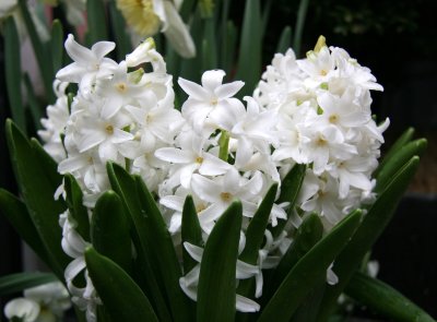 White Hyacinths