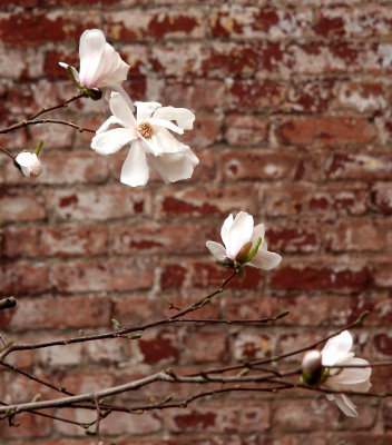 Magnolia Blossoms