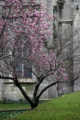 Grace Church & Tulip Tree in Bloom