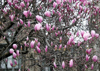 Grace Church & Tulip Tree in Bloom