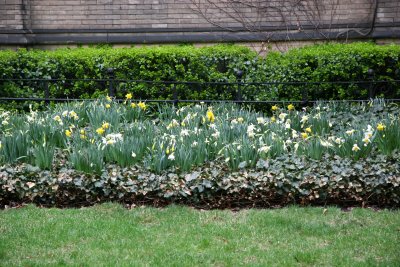 Grace Church Daffodil Garden