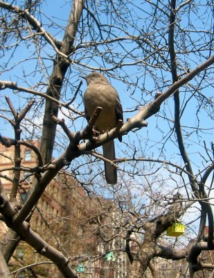 Mockingbird in an Apple Tree