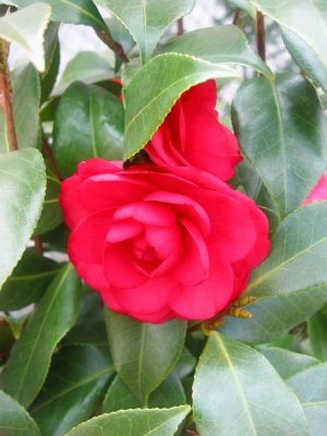 Camellia