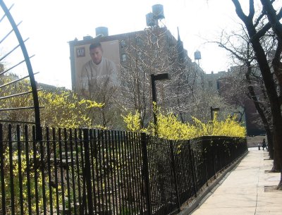 Forsythia Fence - South View of LaGuardia Place
