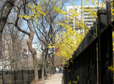 Forsythia Fence - North View of LaGuardia Place