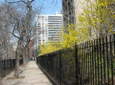 Forsythia Fence - North View of LaGuardia Place